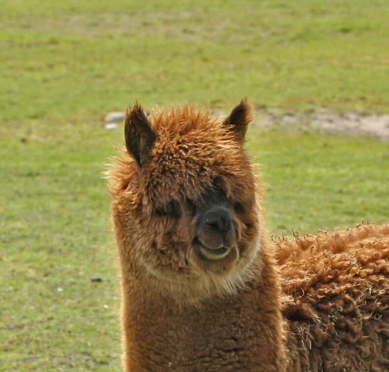 Alpaka Tierpark Nadermann