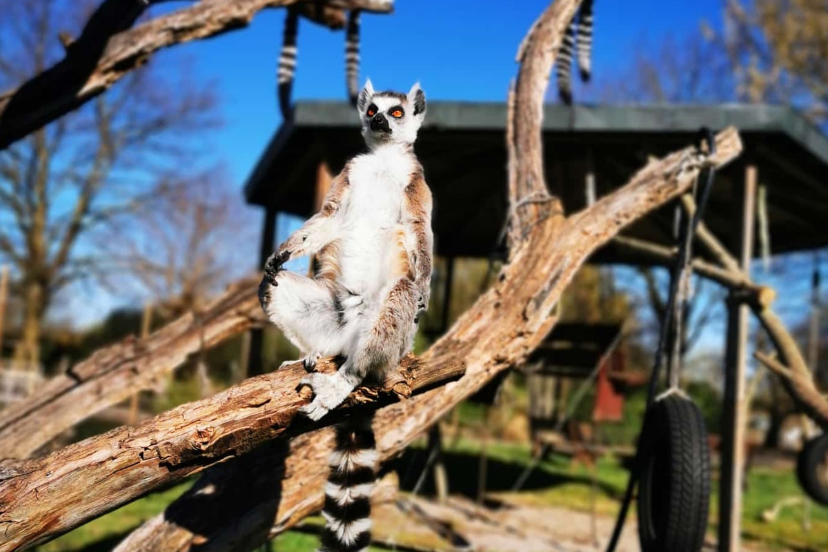 tierpark-nadermann-lemur