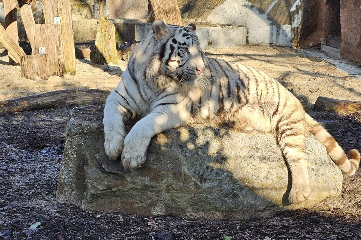 tierpark-nadermann-tiger-weiss