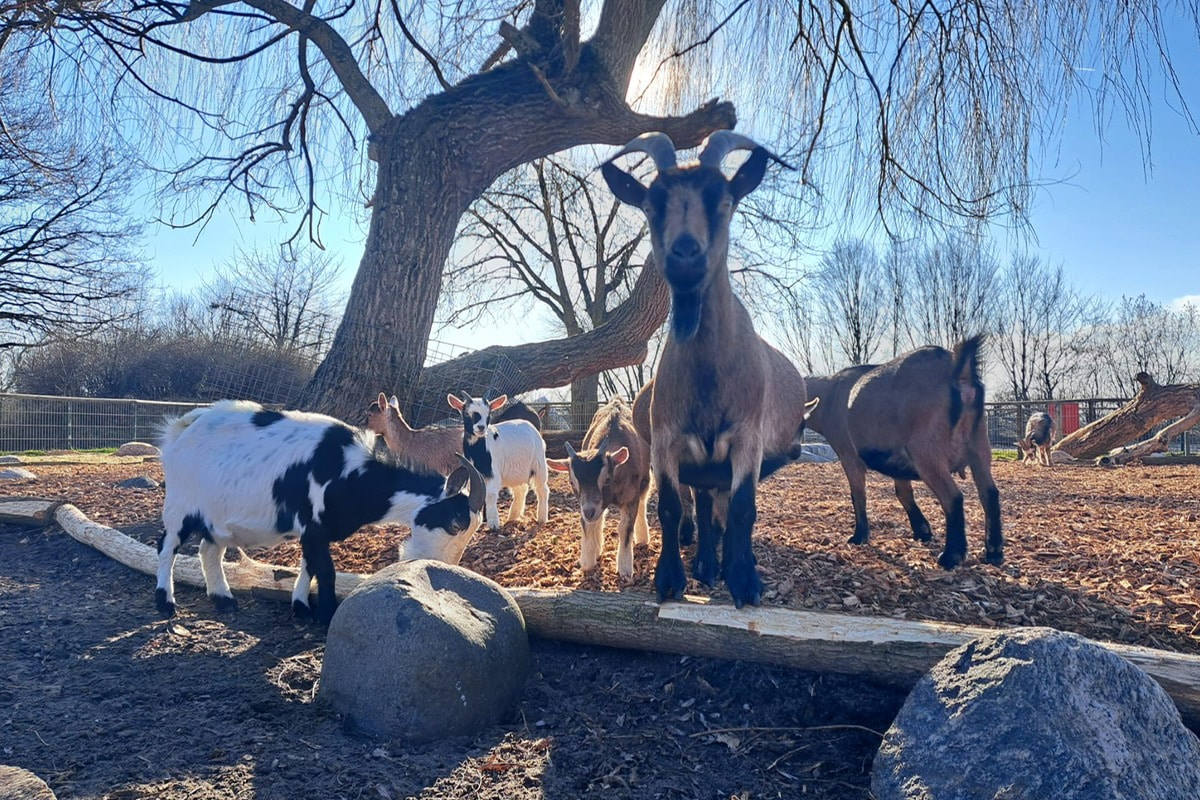 tierpark-nadermann-ziegen