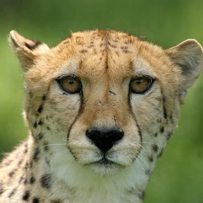 tierpark-nadermann-unsere-tiere-gepard-02