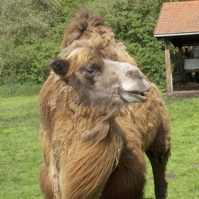 tierpark-nadermann-unsere-tiere-huftiere-trampeltier-05