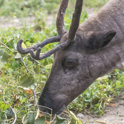 Portrait of eating reindeer outdoors.